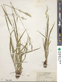 Bromus suksdorfii image