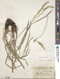 Bromus suksdorfii image