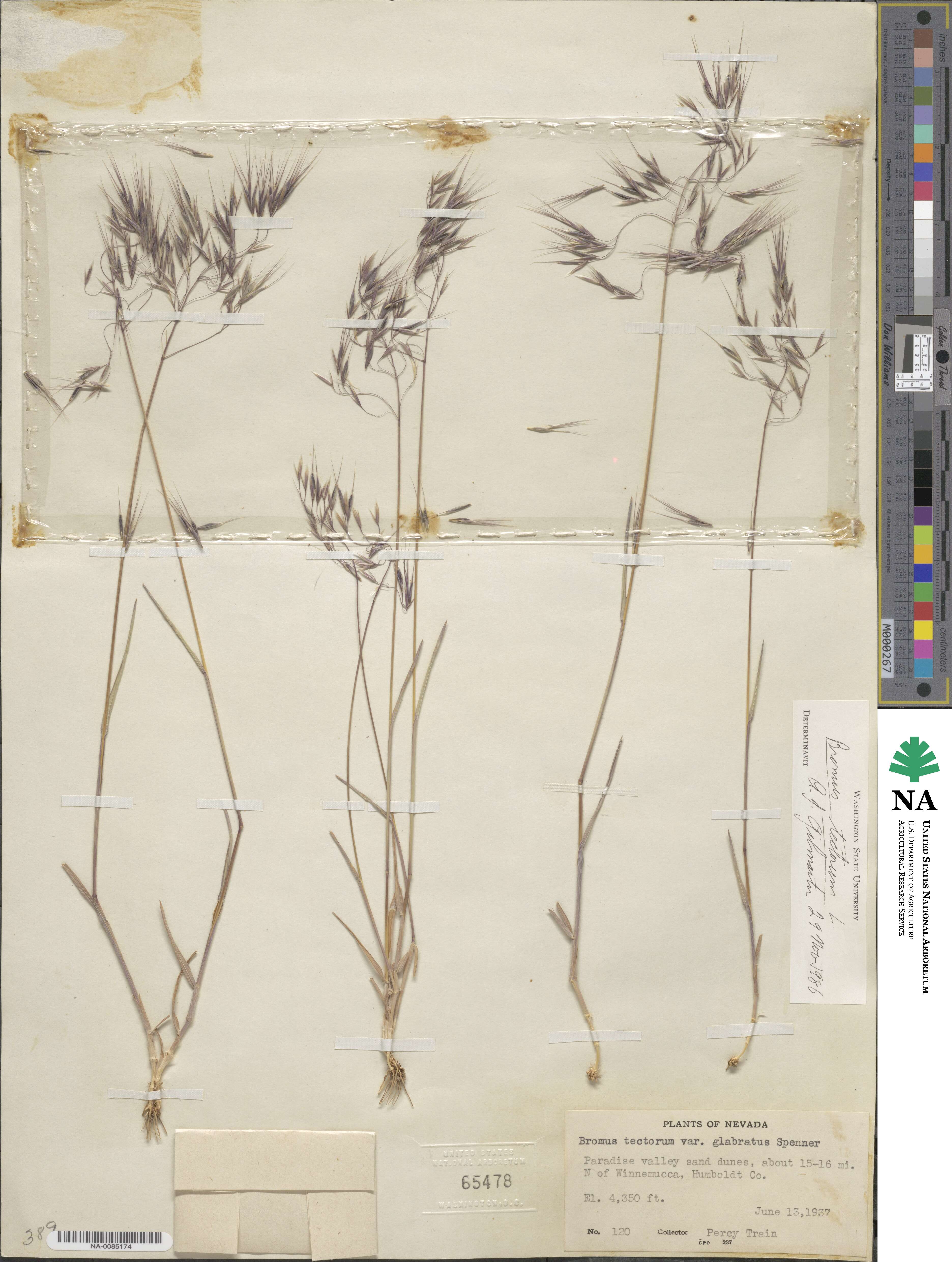 Bromus tectorum image