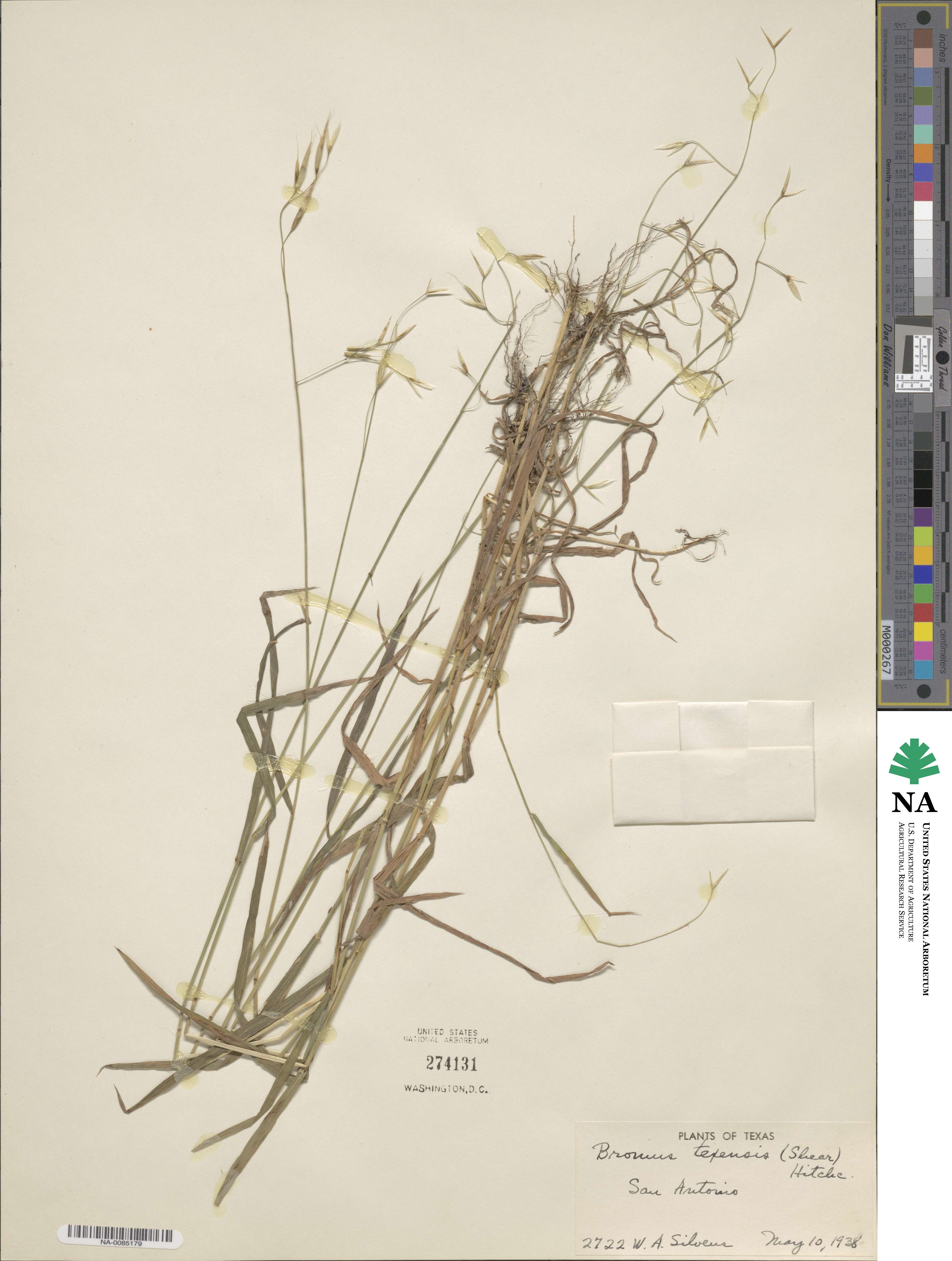 Bromus texensis image