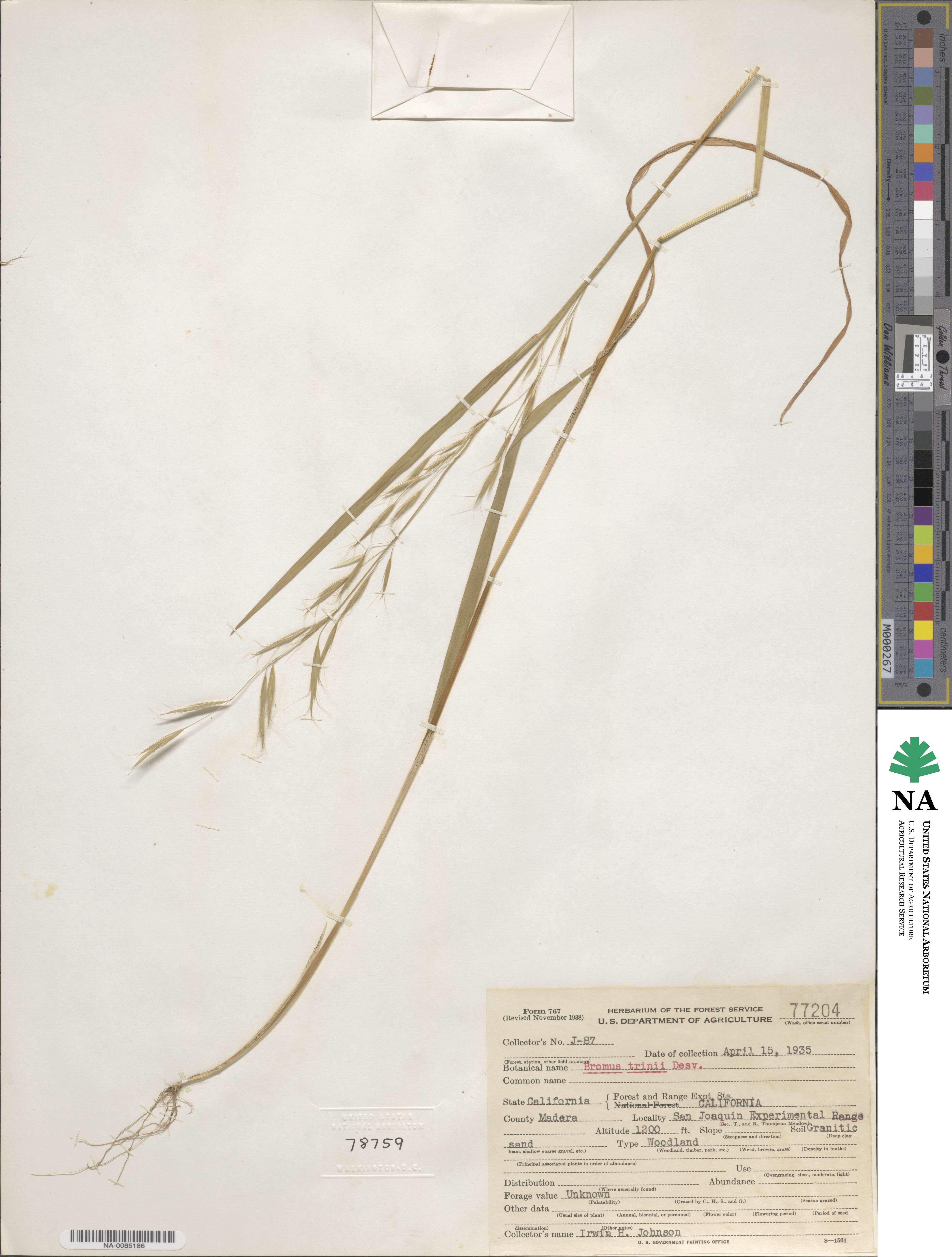 Bromus berteroanus image