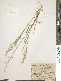 Bromus berteroanus image