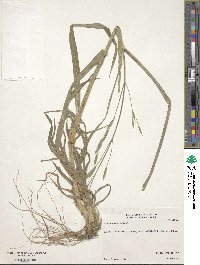 Bromus catharticus image