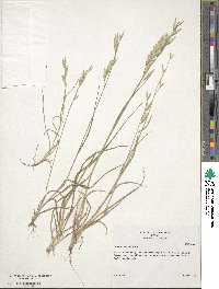 Bromus catharticus image