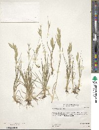 Bromus catharticus var. catharticus image