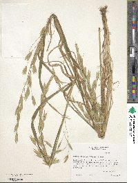 Bromus catharticus var. catharticus image