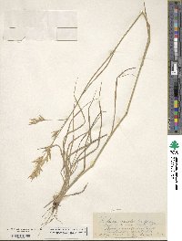 Bromus catharticus image