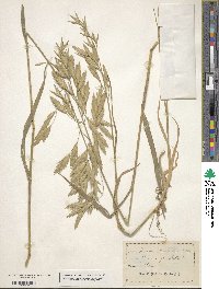 Bromus catharticus var. catharticus image