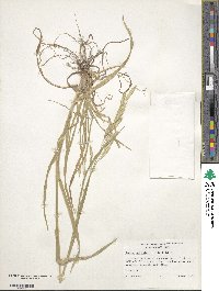 Bromus catharticus var. catharticus image