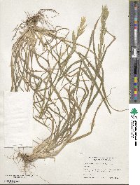 Bromus catharticus image