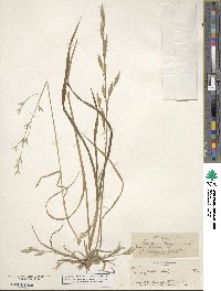 Bromus catharticus var. catharticus image