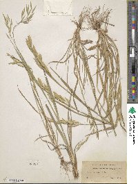 Bromus catharticus var. catharticus image