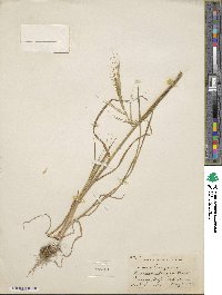 Bromus madritensis image