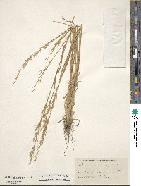 Image of Bromus carinatus