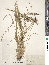 Bromus carinatus image