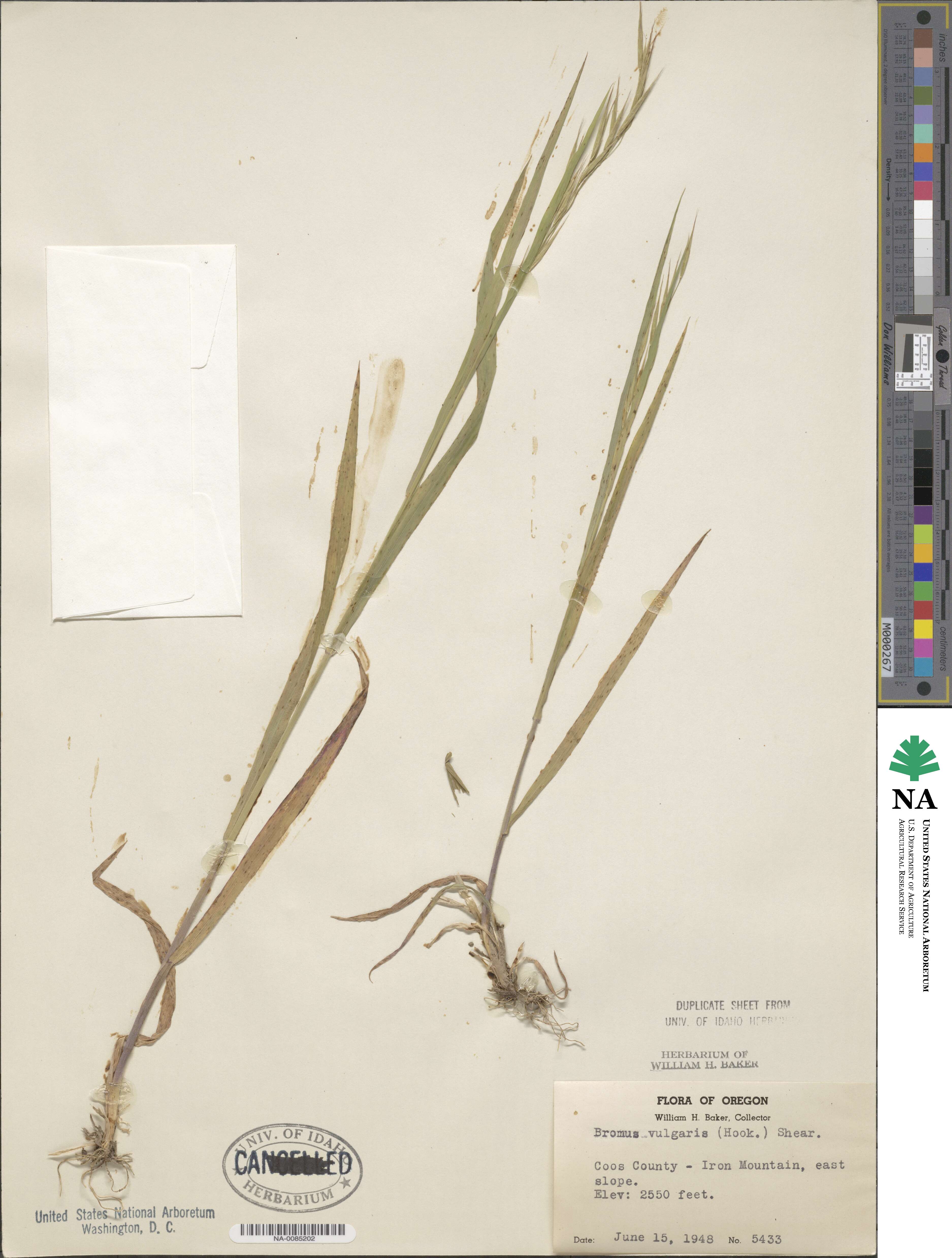 Bromus vulgaris image
