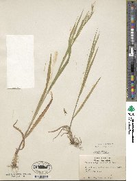 Bromus vulgaris image