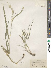 Bromus vulgaris image