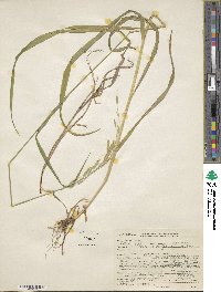 Bromus vulgaris image