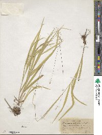 Bromus vulgaris image