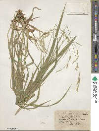 Bromus vulgaris image