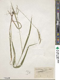 Bromus vulgaris image