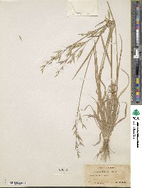 Bromus catharticus image