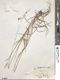 Bromus anomalus image