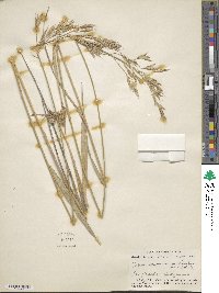 Image of Bromus lanatipes