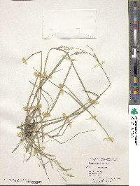 Bromus anomalus image