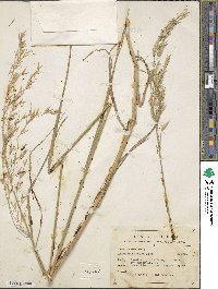 Bromus porteri image