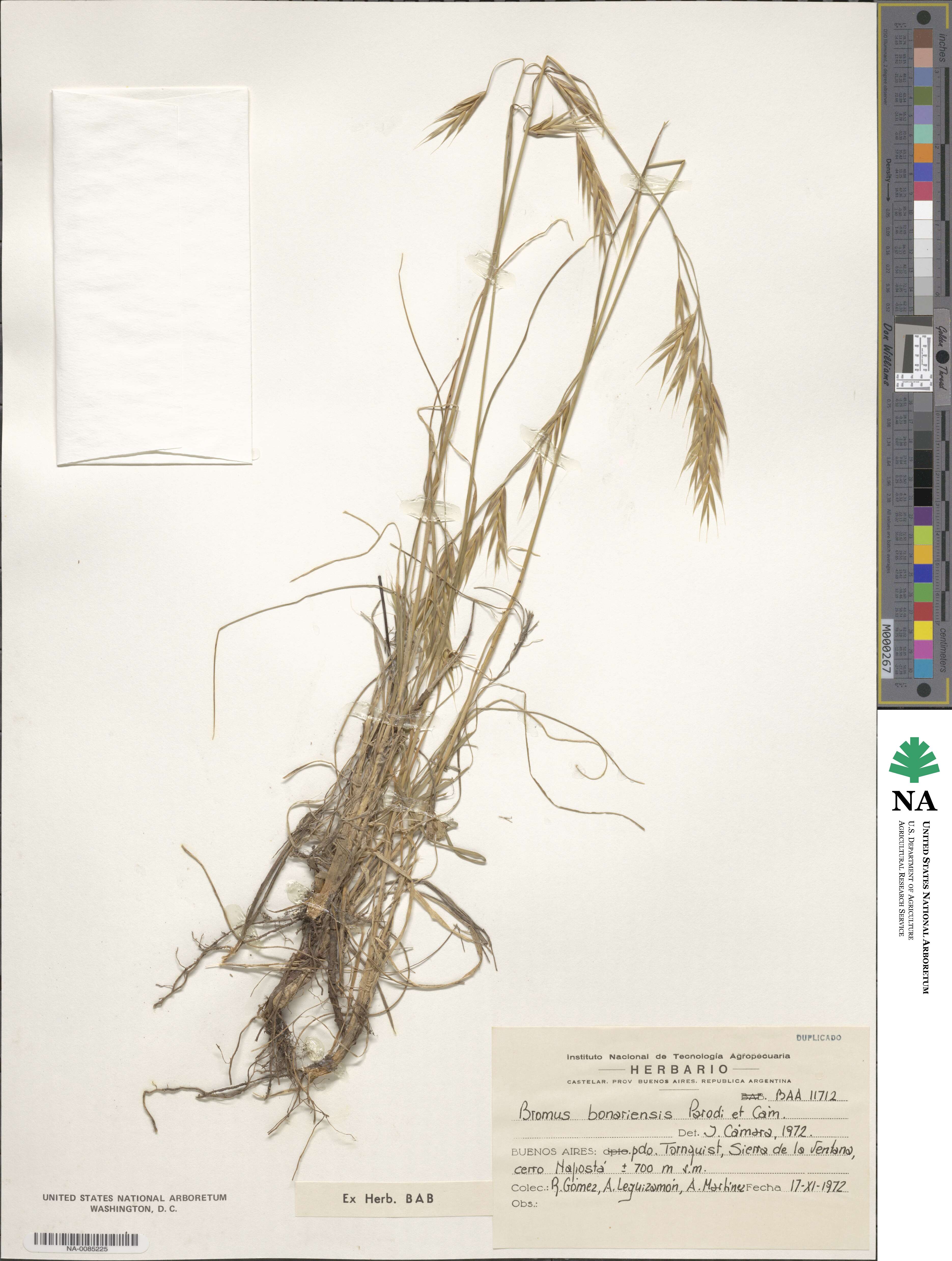 Bromus bonariensis image