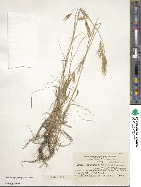 Image of Bromus bonariensis