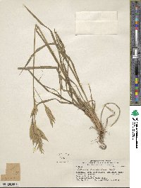 Bromus catharticus image