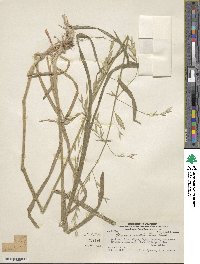 Bromus catharticus image