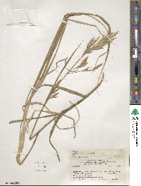 Bromus catharticus var. catharticus image