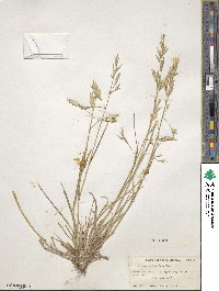 Bromus catharticus image