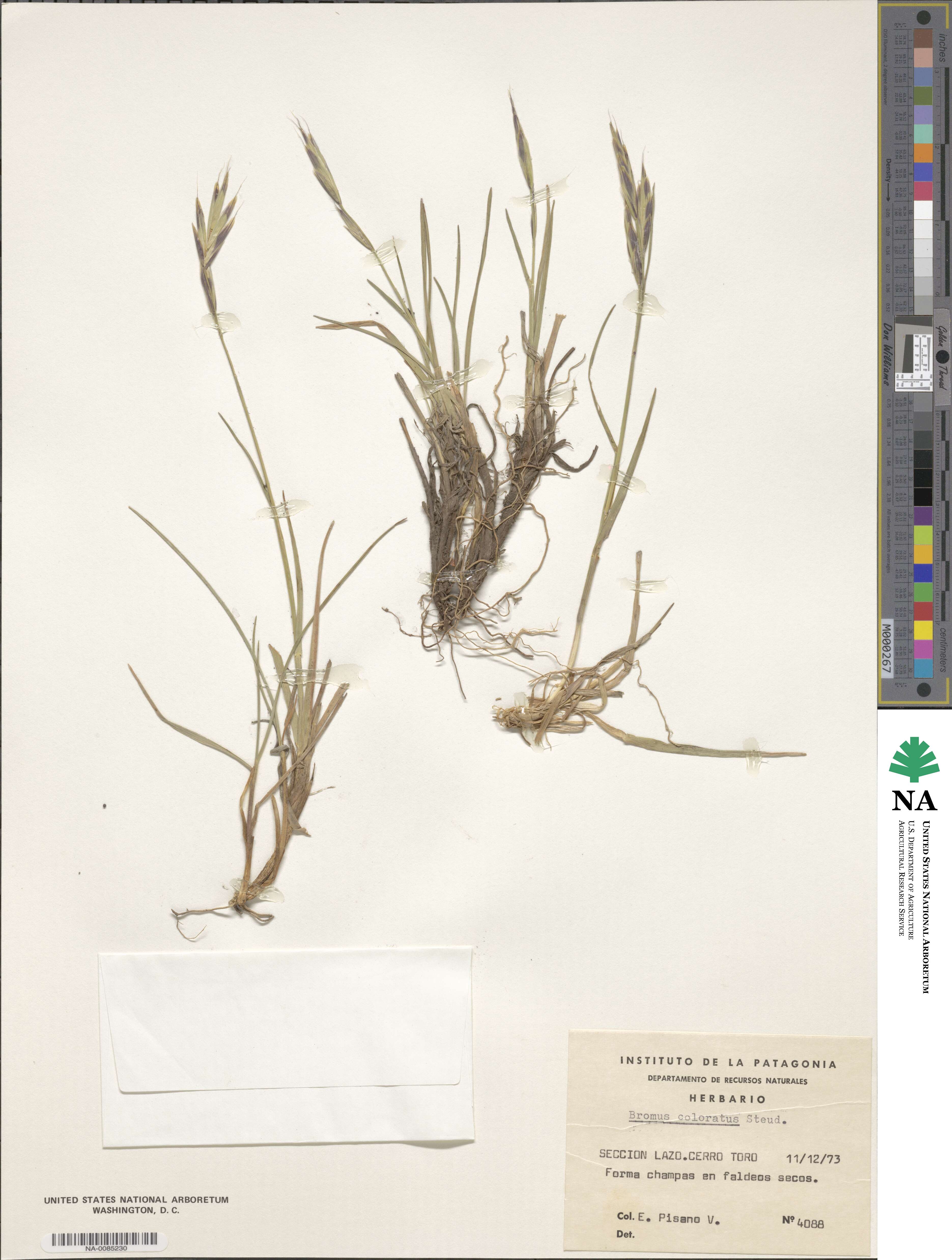 Bromus coloratus image