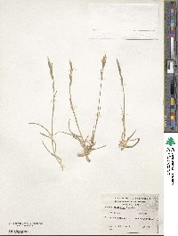 Bromus coloratus image