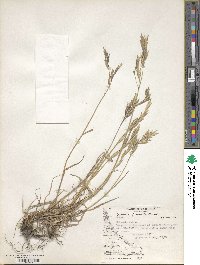 Bromus coloratus image