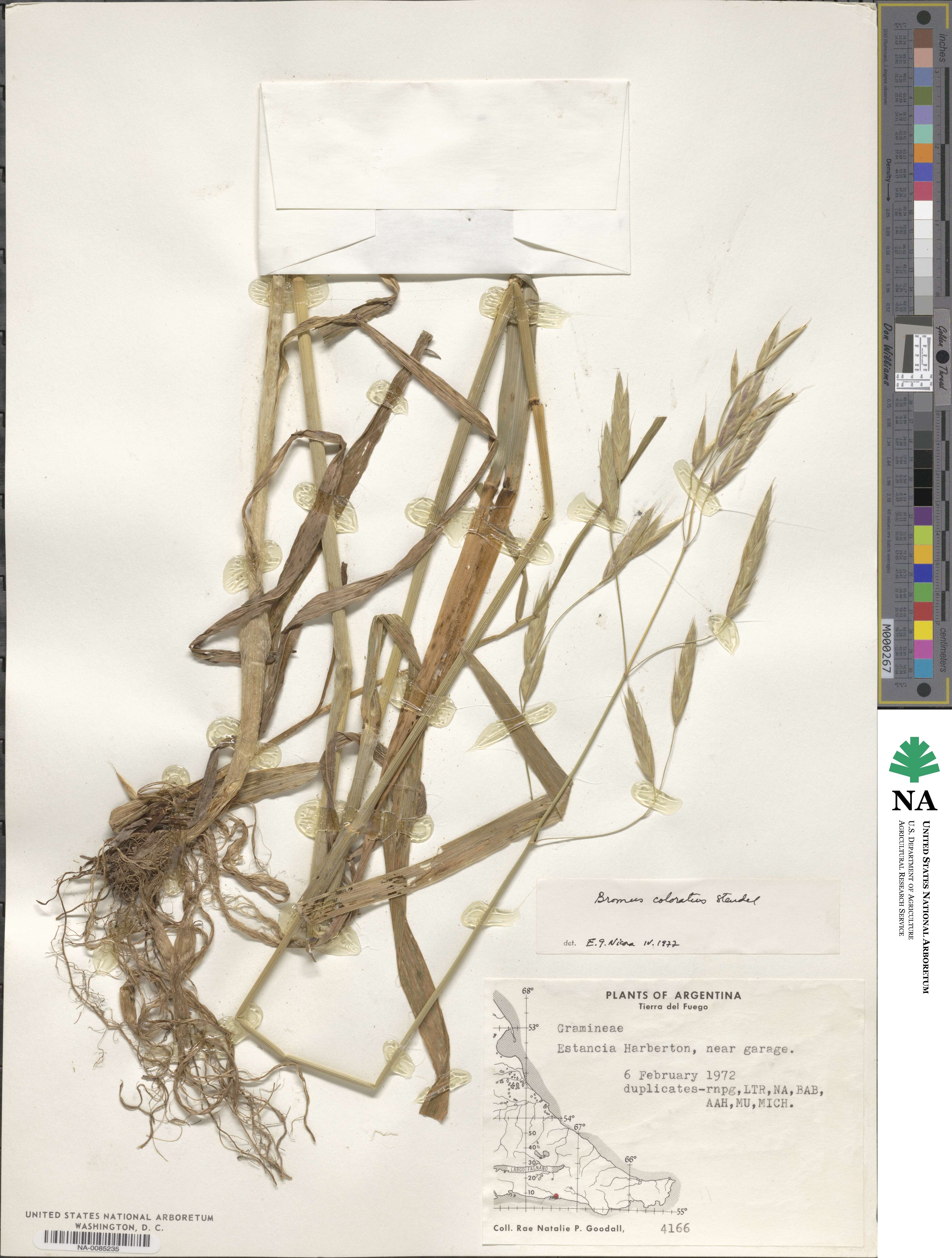 Bromus coloratus image