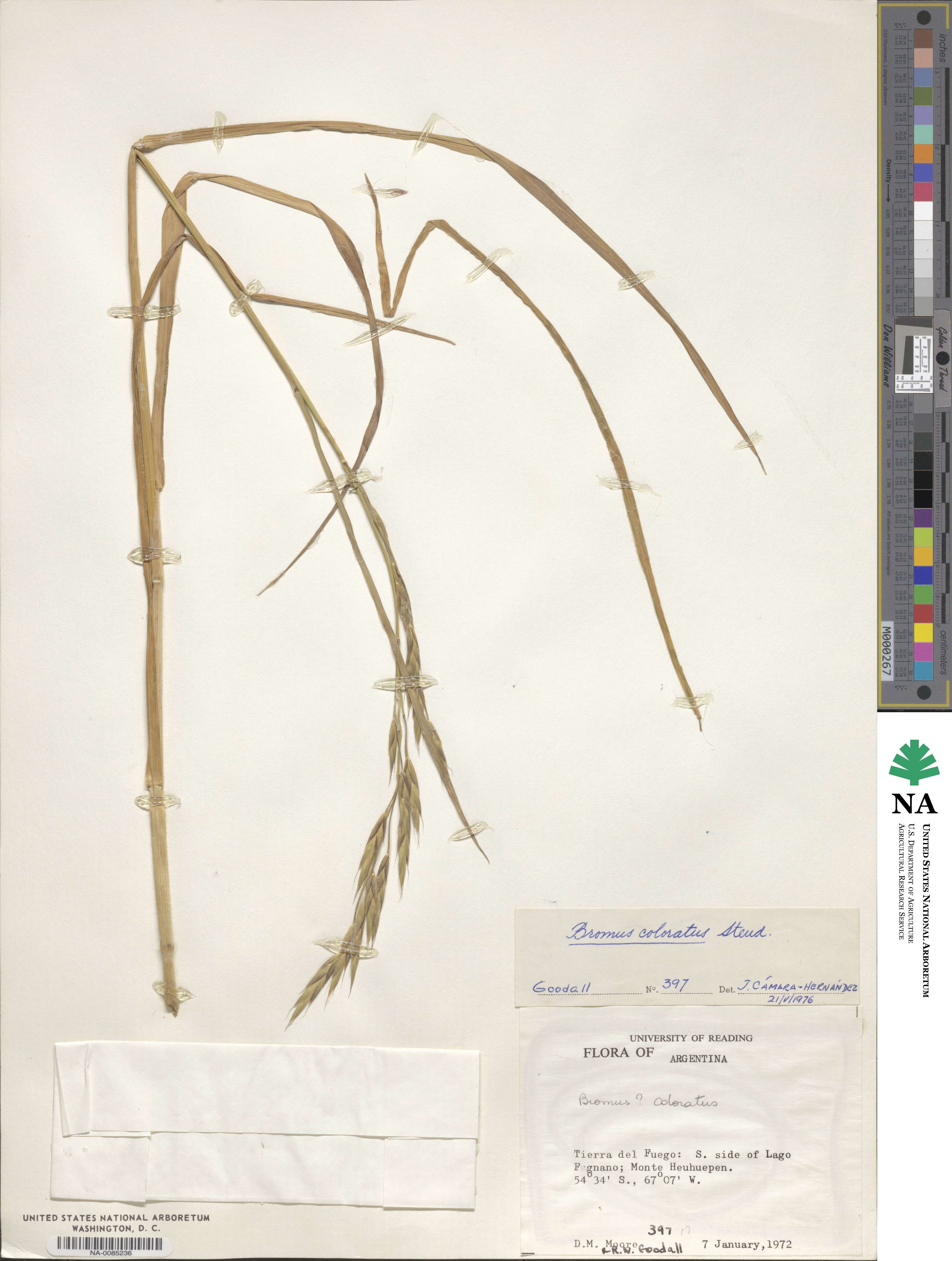 Bromus coloratus image