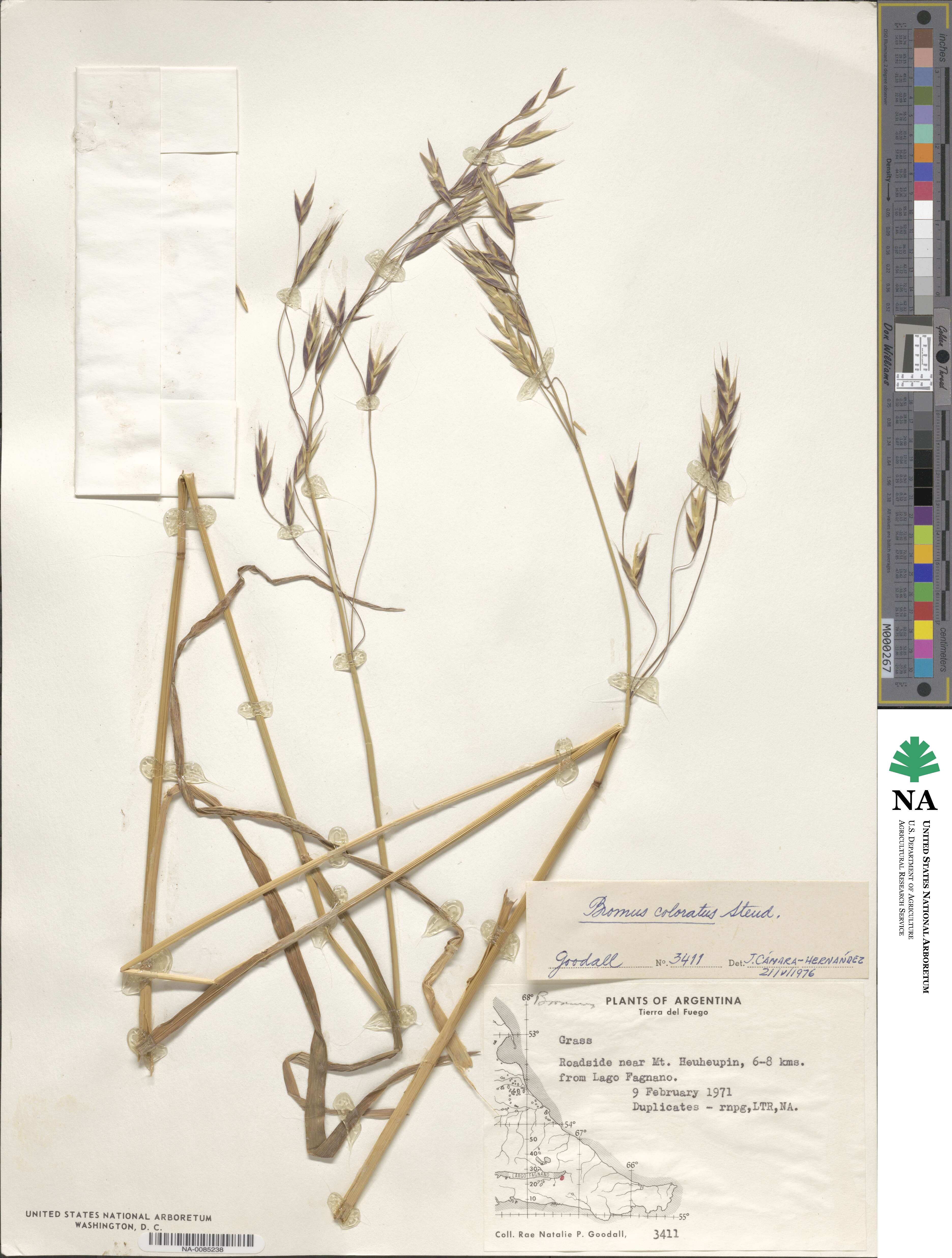Bromus image