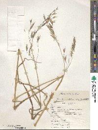 Bromus coloratus image