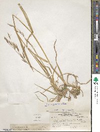 Bromus coloratus image