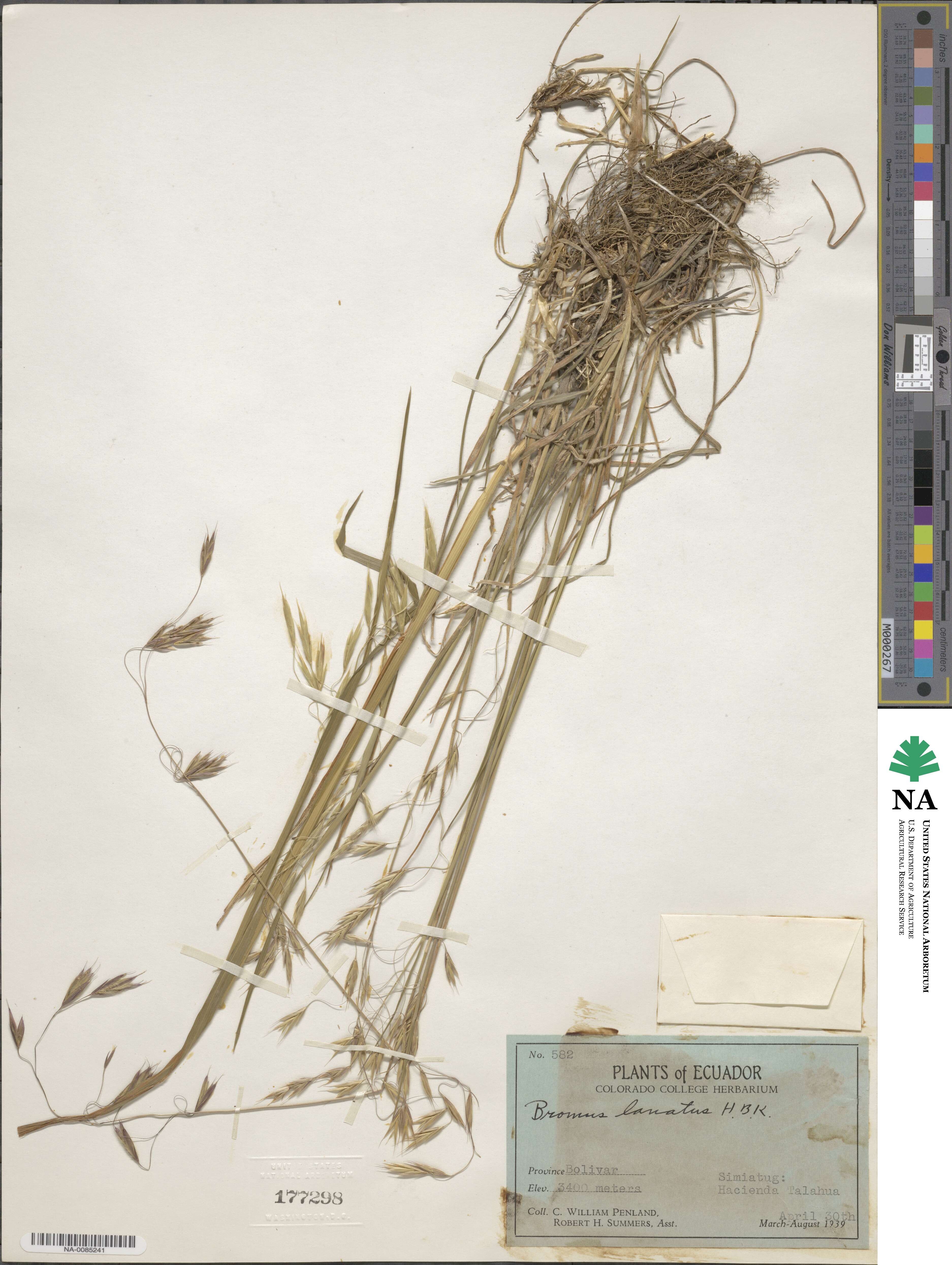 Bromus lanatus image
