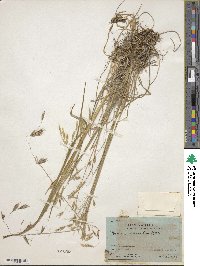 Image of Bromus lanatus