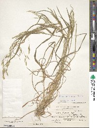 Bromus berteroanus image