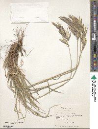 Bromus setifolius image