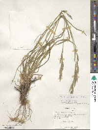 Bromus setifolius image